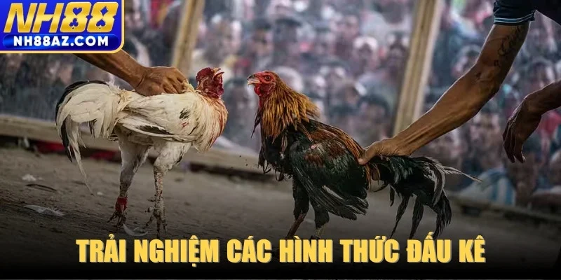 Trải nghiệm các hình thức đấu kê được yêu thích nhất hiện nay 